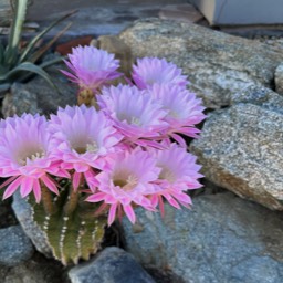 Cactus with flowers